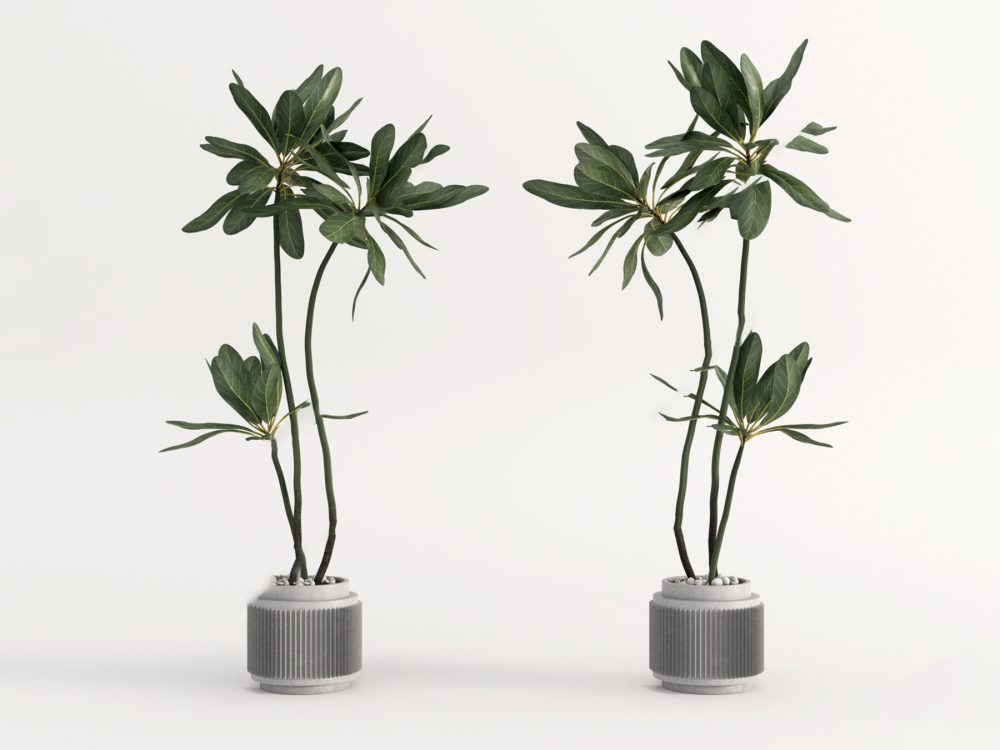 SketchUp Compatible 3D Plant Models 6242 